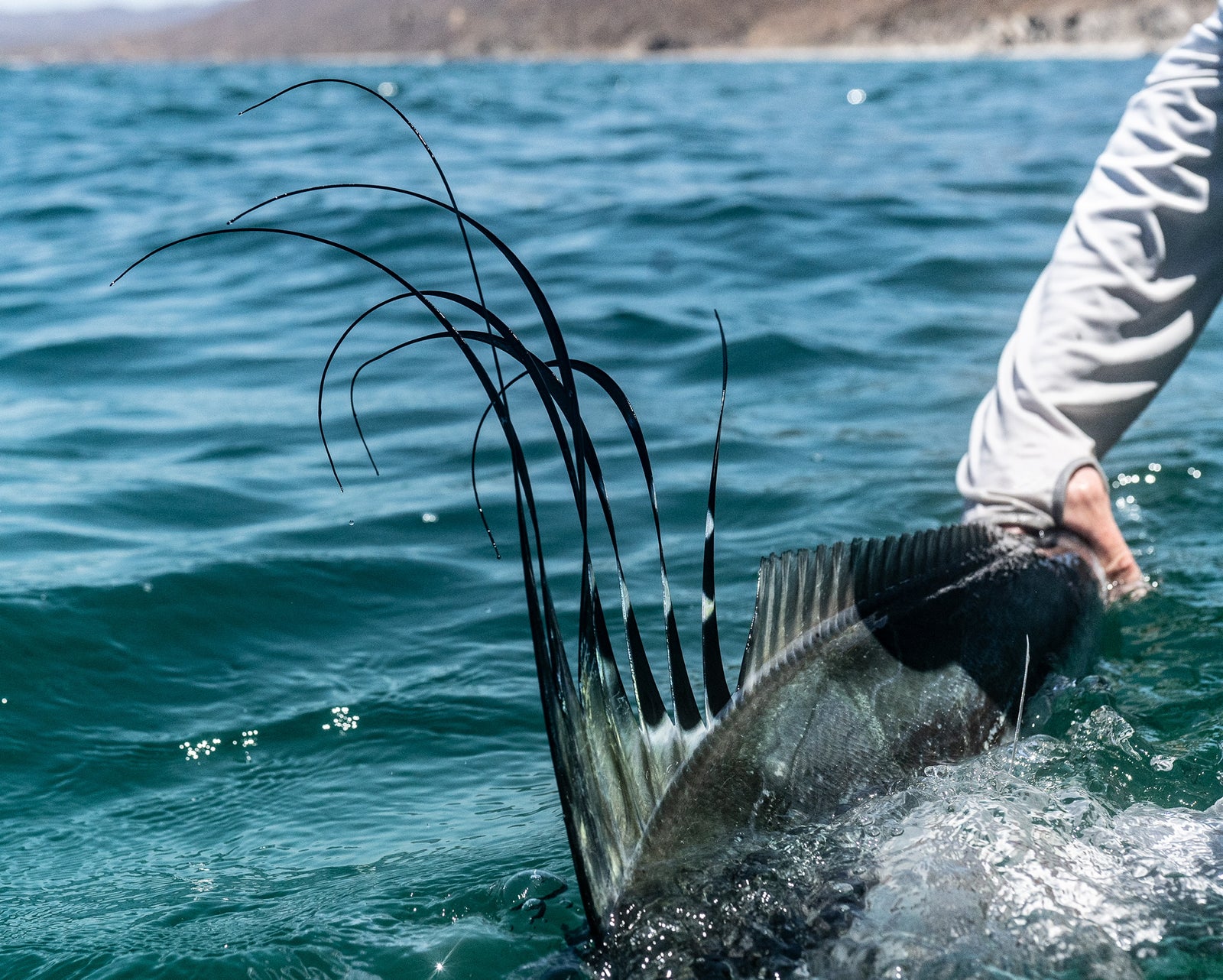 rooster fish on the fly